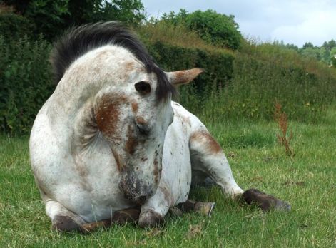 appaloosa_1_by_dappledlightstock.jpg