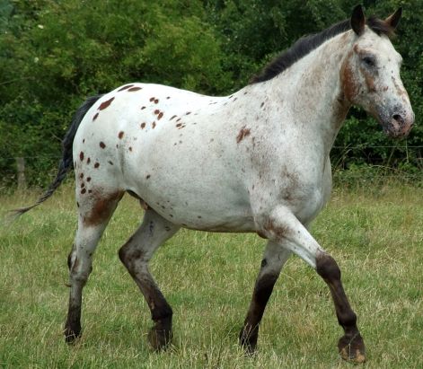 appaloosa_3_by_dappledlightstock.jpg