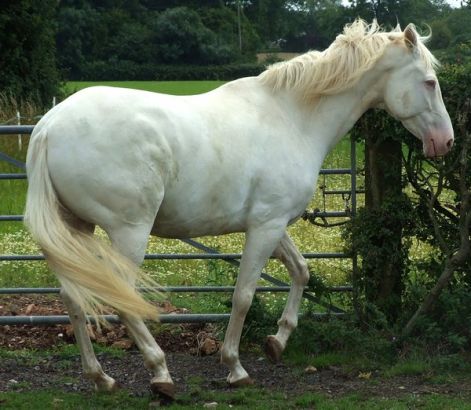cremello_1_by_dappledlightstock.jpg