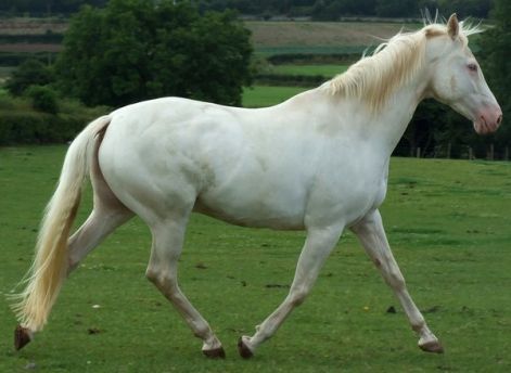cremello_2_by_dappledlightstock.jpg
